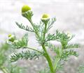 German chamomile، wild chamomile، scented mayweed